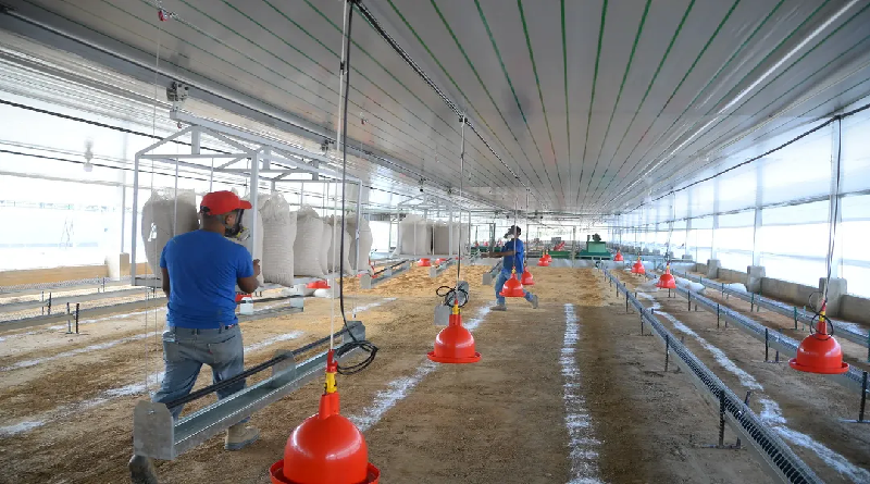 Avanzan acuerdos para incrementar producción de pollos en Nirgua